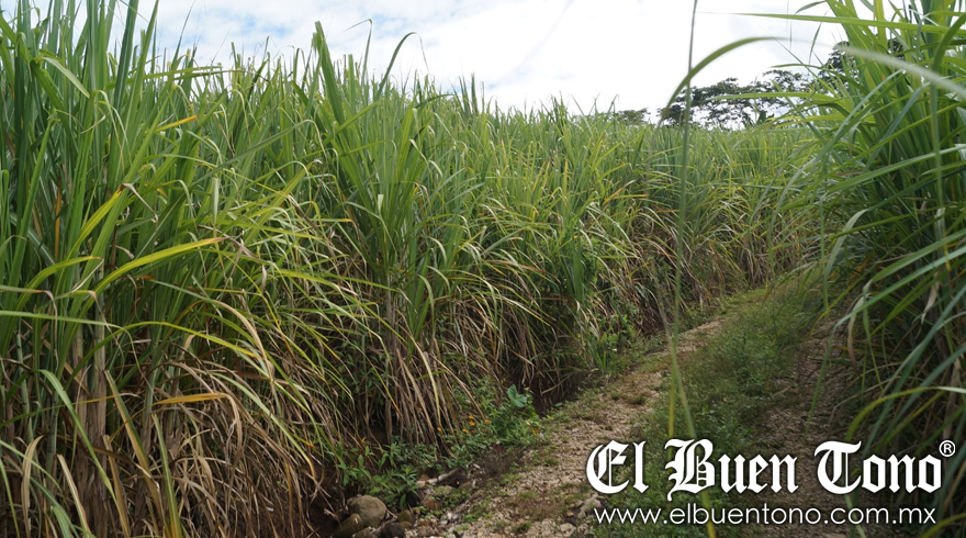 Quedan Prohibidas En Veracruz Las Quemas Agropecuarias El Buen Tono